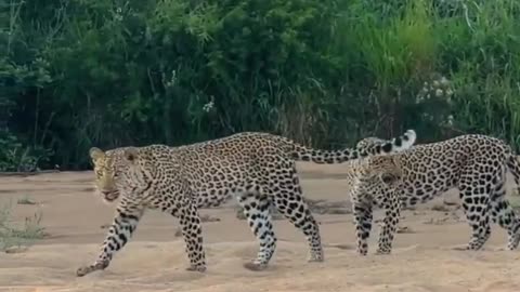 Moment on Safari with Two Leopards!