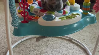 Cute Kitty Plays in Baby Bouncer