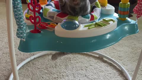 Cute Kitty Plays in Baby Bouncer