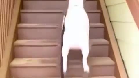 Funny dog goes robot mode climbing the stairs