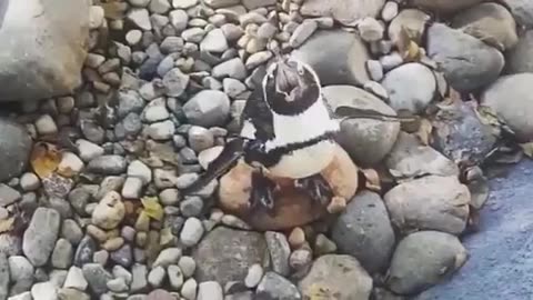 This is how the jackass penguin