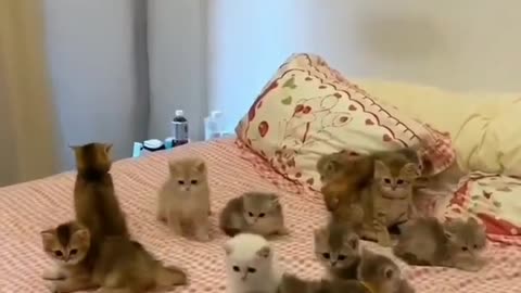 Cute cats Group is sleeping on bed 😴😴🛏️