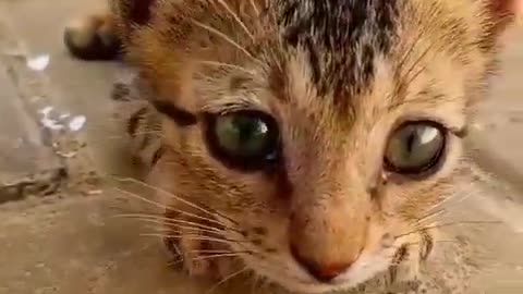 Viral kitten -- #shorts #cats #cat billi #viral - Kucing #trending #viralcat - con mèo