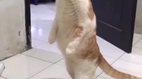 cat curious while Standing when the owner fight with his wife