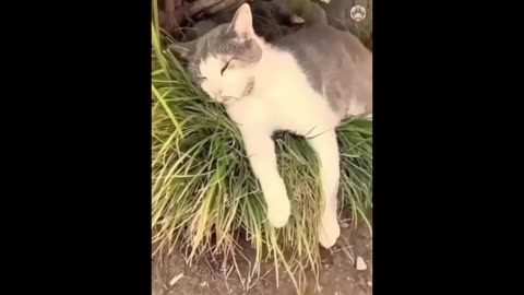 New Funny Animals Compilation 😂 Funniest Cats and Dogs Videos 😺🐶