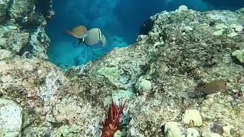 fish#freedive#reef