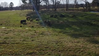 Kunekune romance!