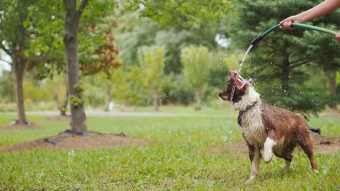 dog cute videos funny playing garden water hoses