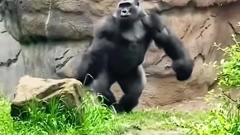 The gorilla