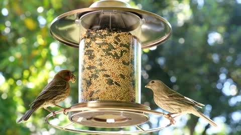 Relaxing footage of feeding birds