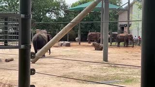 MORE ELEPHANTS ZOO HOUSTON TEXAS USA