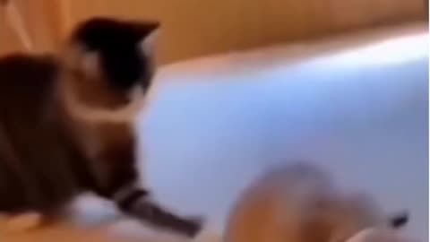 Cat woke him up to slap him