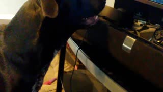Dog Gets Annoyed When His TV Show is Paused