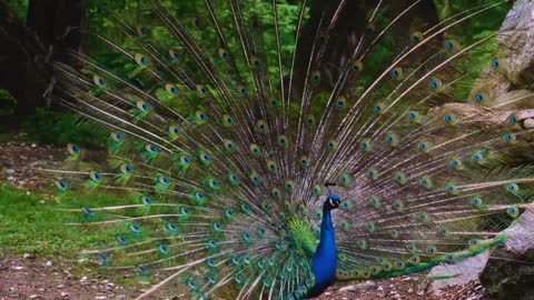 peacock spreading their wings
