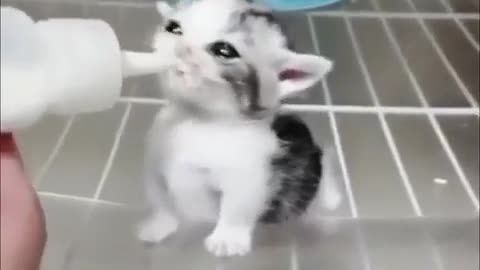 Hungry little cat