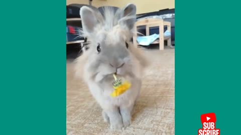 funny bunny Aww Cute bunny puppies - A funny bunny Videos Compilation cute baby animals 🐇🐰