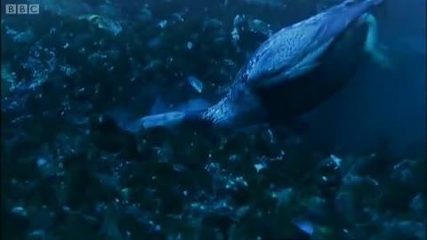 Ducks Diving for Mussels | Planet Earth | BBC Earth