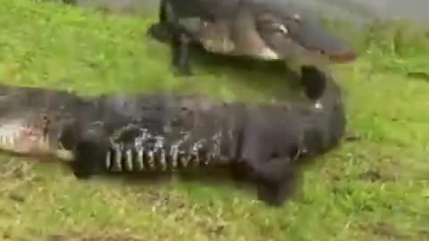 Battle of the two strongest alligators