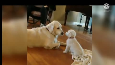 Golden Retriever Puppies Playing with Mom... ADORABLE