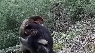 catsDogsMonkeys ,Animals can hug 🤗