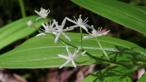 Star-Flowered False Solomon's-Seal