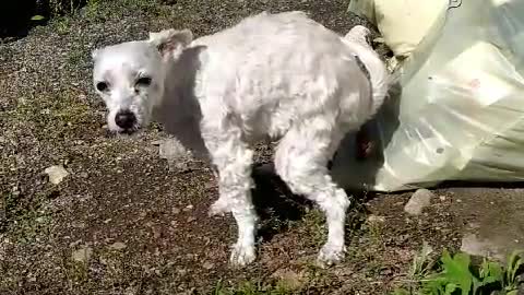 Old puppy pooping.