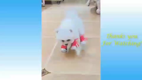 Cat's &Dogs, cute cat's pupees funny moment