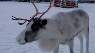 Albino reindeer. Awesome 👍👍