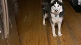 This husky is determined to have a late dinner