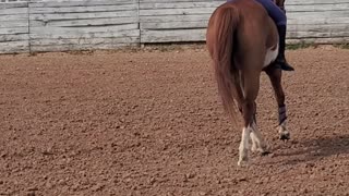Horseback Riding Bareback Trot