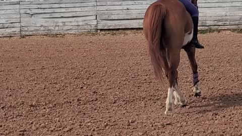 Horseback Riding Bareback Trot