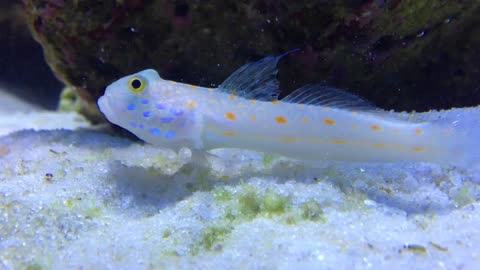 Have You Every Saw Diamond Goby Before?