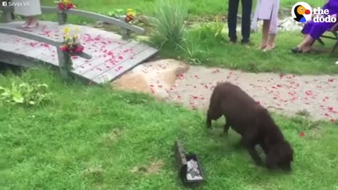 Dog Crashes Wedding and Decides To Stay | The Dodo