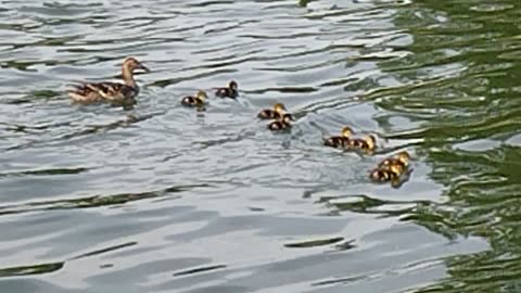 Duckies in Willmore Park, Babies!