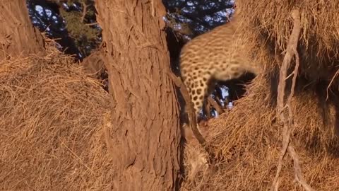 Incredible Battle for Survival - Wild Animals Fighting ! Lion vs Leopard _ Leopard Attack Fail