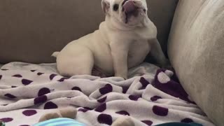 BullDog Playing On Couch