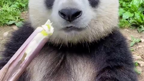 Cute Panda Munches On Tasty Bamboo | Watch This Adorable Animal Enjoy Its Meal