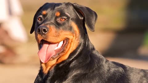 Top 10 most popular Dog breeds