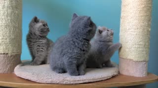 These Amazing Kittens Will Conquer Your Heart With Their Cuteness!