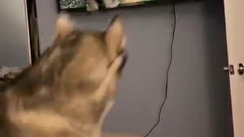 Funny cat and dogs episode 345 #cat #shorts #dog #animals #funny