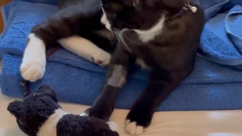 Cat fighting and loving with teddy very innocently