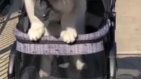 Funny Cat Has Opinion of Pet Stroller #shorts