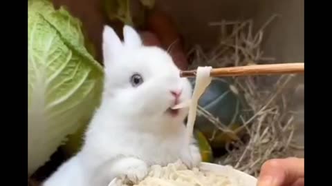 Little rabbit eats noodles 🐰