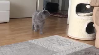 The cat saw something!