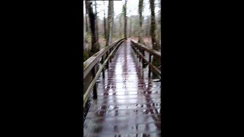 Natchez Trace Parkway - Cypress Swamp Boardwalk