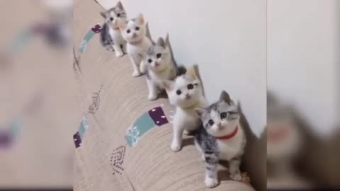 Funny cat, funny video.