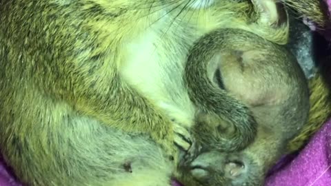 Mother and Baby squirrel sleeping