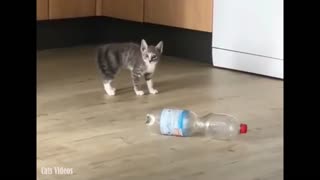 A cat plays in the kitchen with a glass of plastic