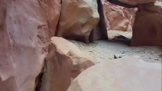 Doggy Leads the Way on Canyon Hike