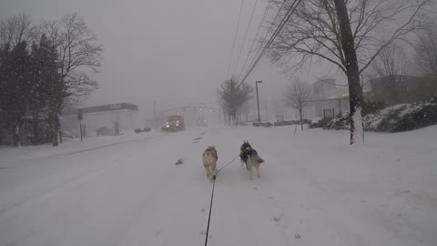 Bikejoring Husky Run